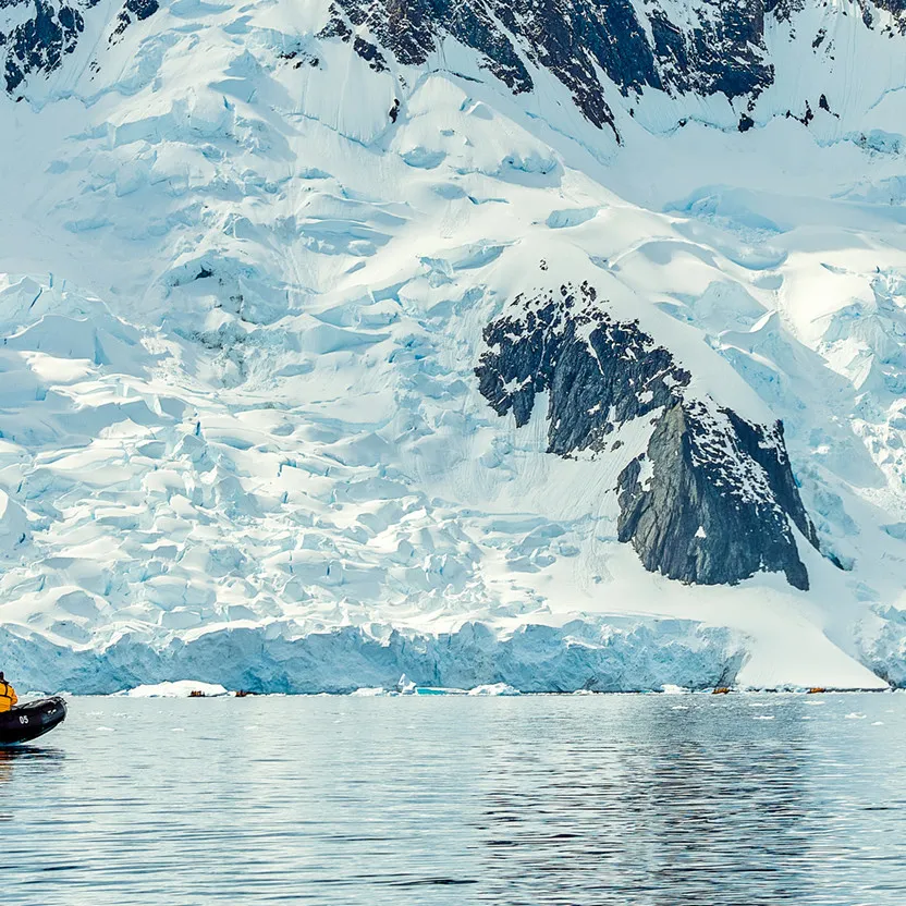 Antarctic wildlife