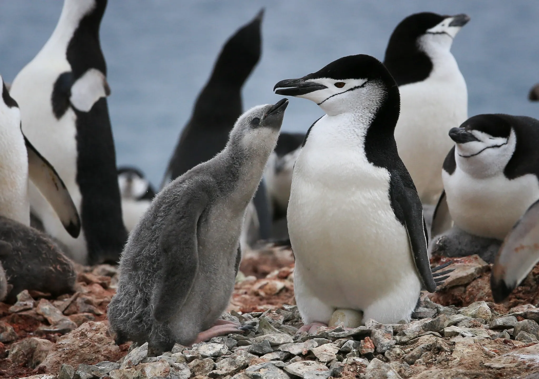 A fluffy grey chinstrap penguin chick stretches its beak up towards an adult chinstrap penguin on a nest of stones, among other penguins