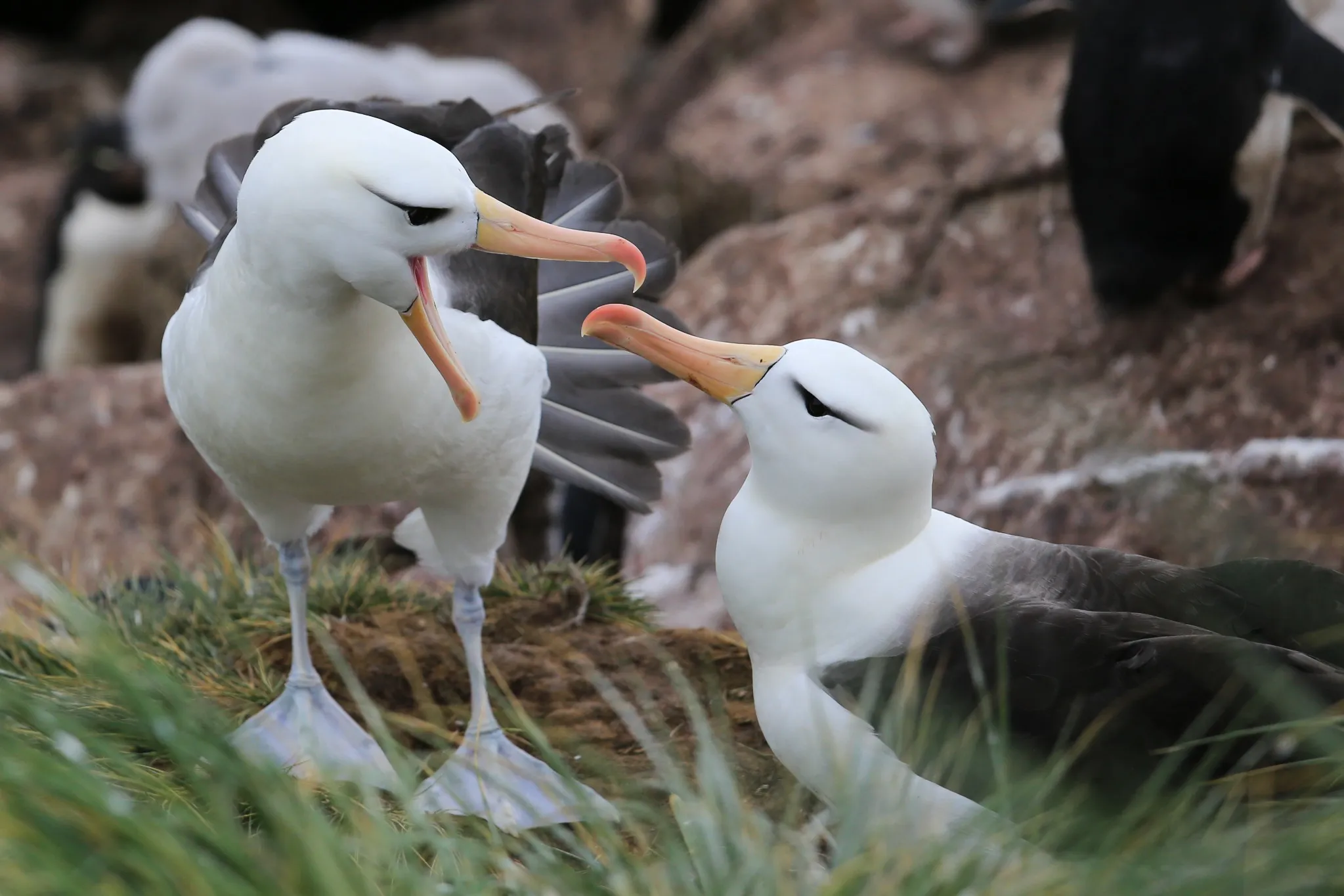 Two black-browed albatrosses face each other bill to bill on a grassy nesting ledge, one with its bill open