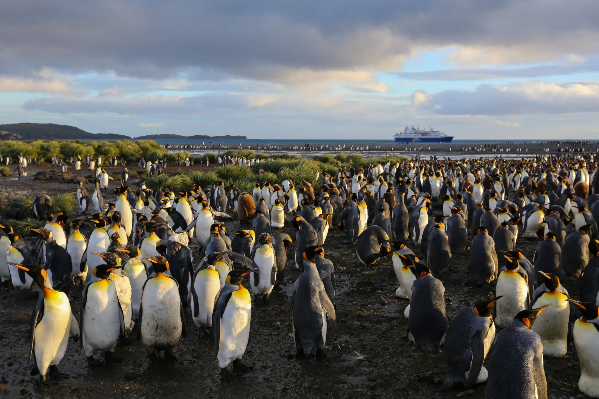 A large colony of king penguins and brown, fluffy chicks crowded on a wet beach backed by tussock grass, with an expedition ship offshore under a cloudy sky