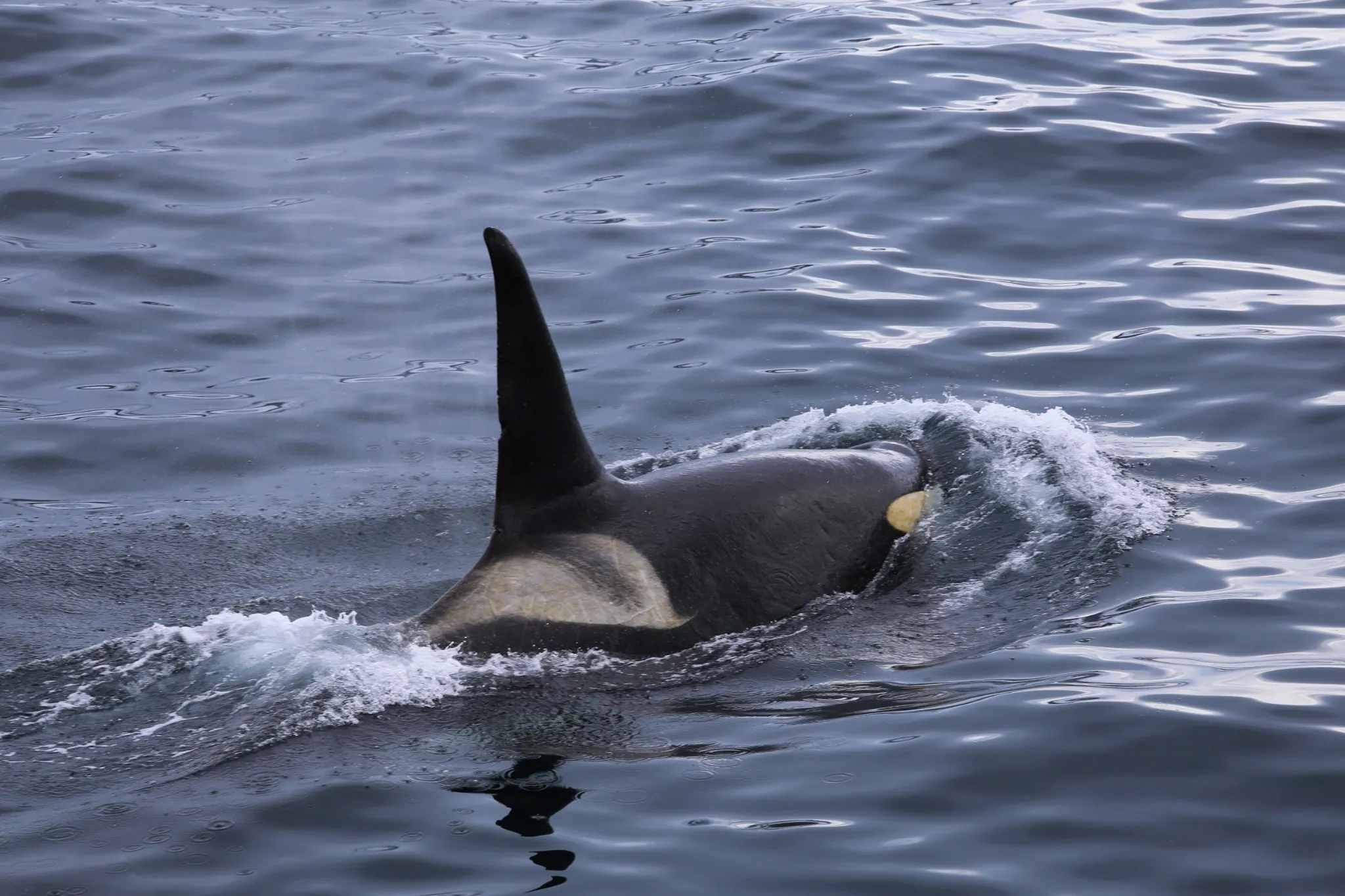 An orca surfaces in calm, grey water, its tall dorsal fin and pale saddle patch above the surface