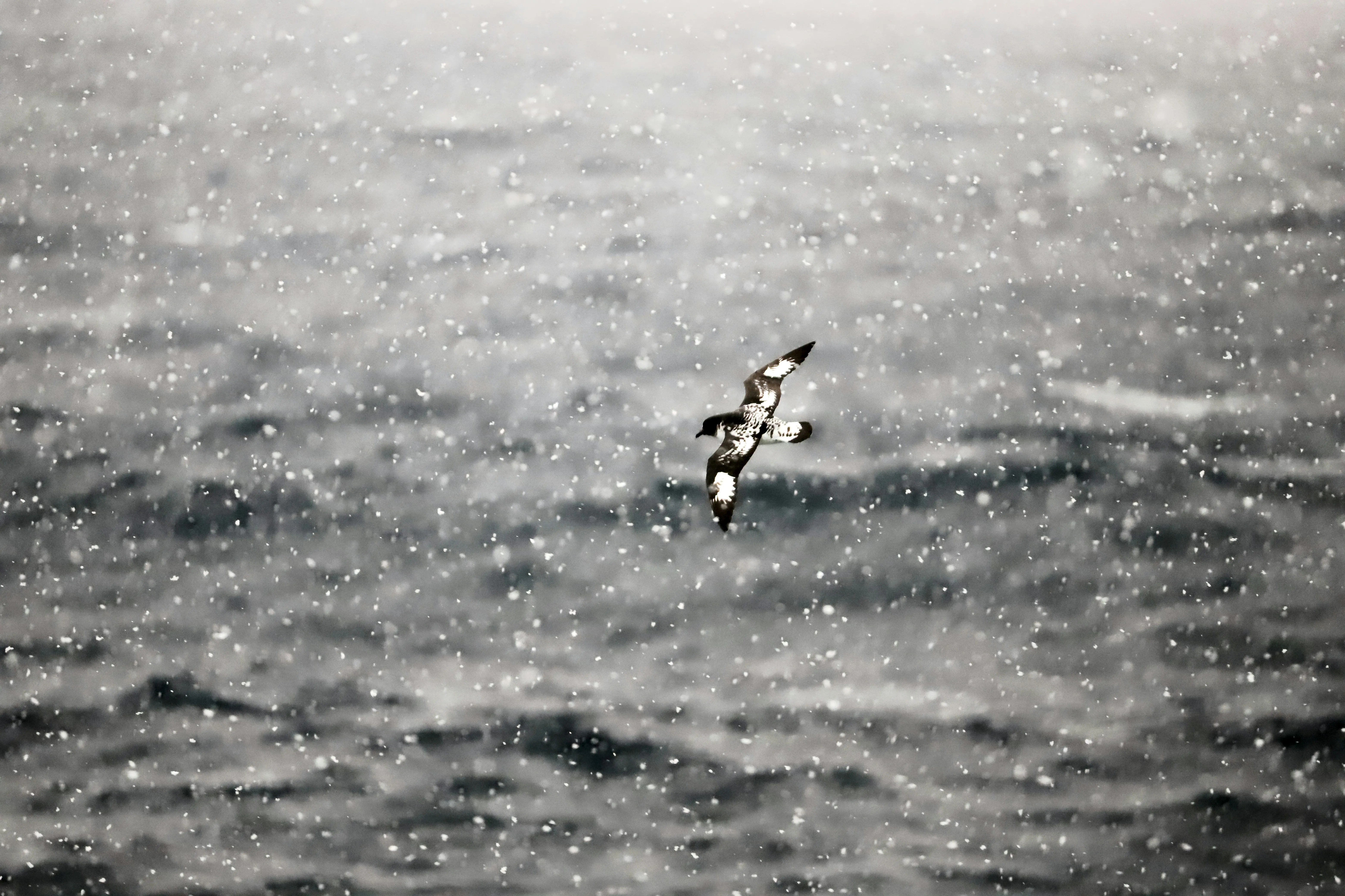 Southern Ocean