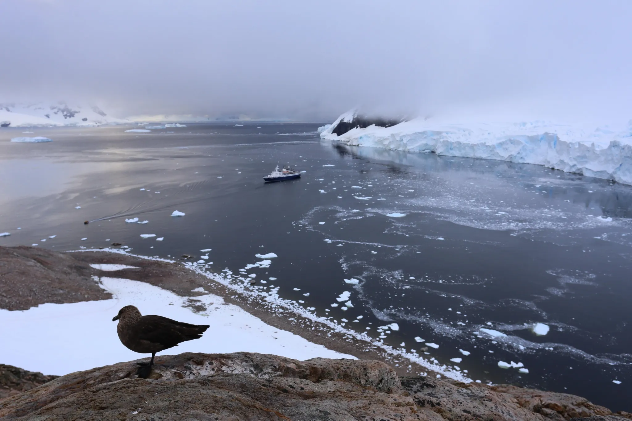 A brown skua stands on a rocky outcrop above a bay scattered with ice, with an expedition ship on the water, a glacier front and low cloud over snowy mountains