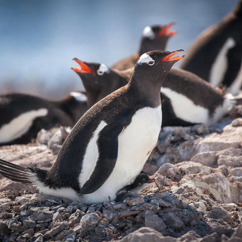 Antarctic landing