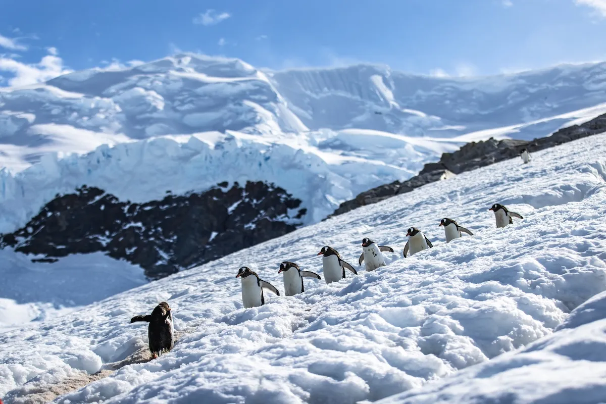Antarctic landscape