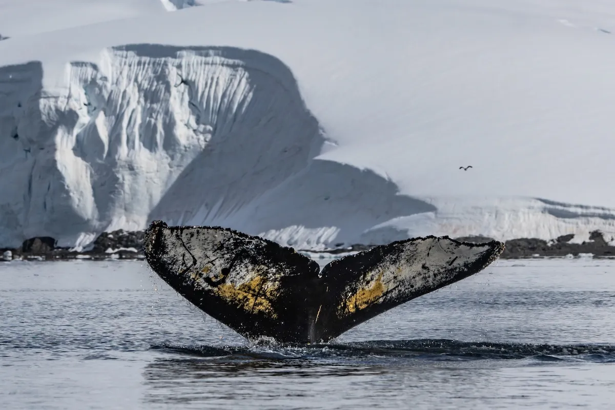 Antarctic landscape