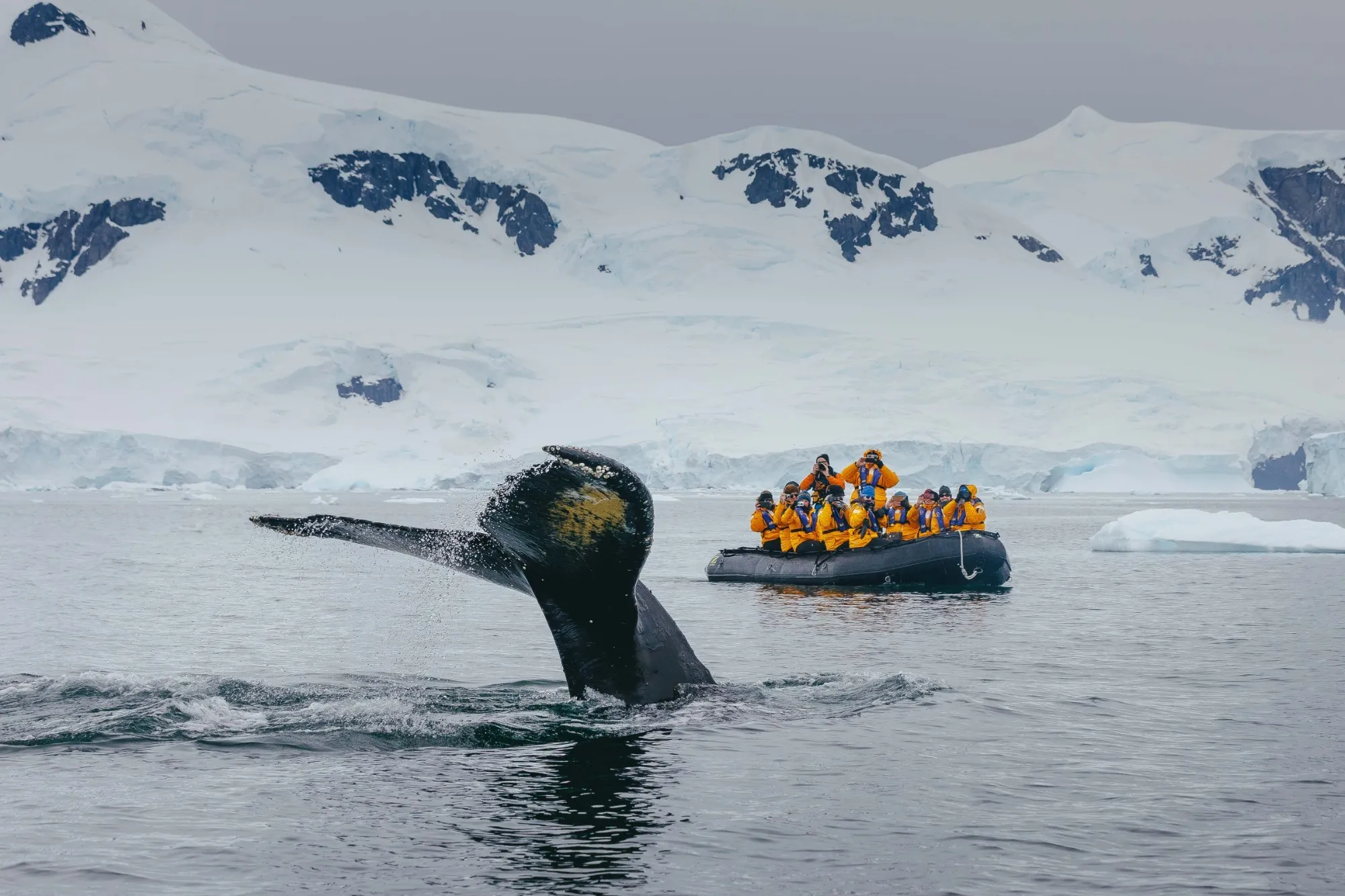 Expedition guests in zodiacs photographing a minke whale in Antarctica