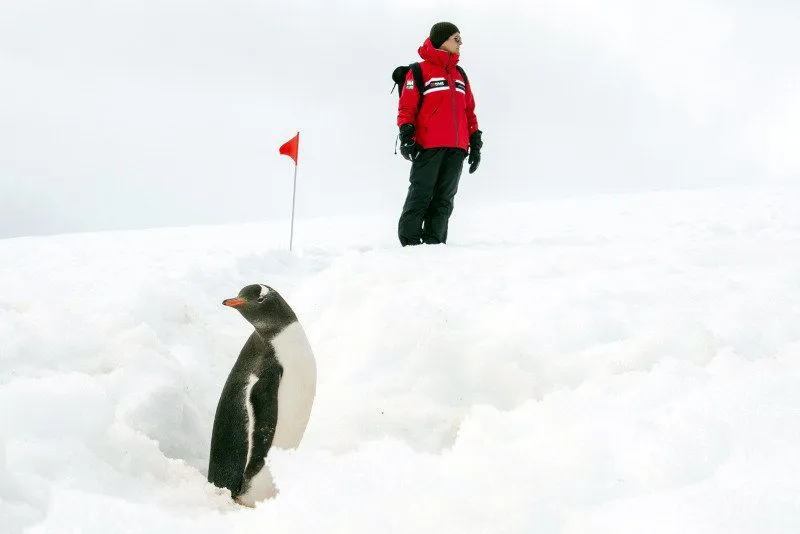 Penguin in the South Shetland Islands