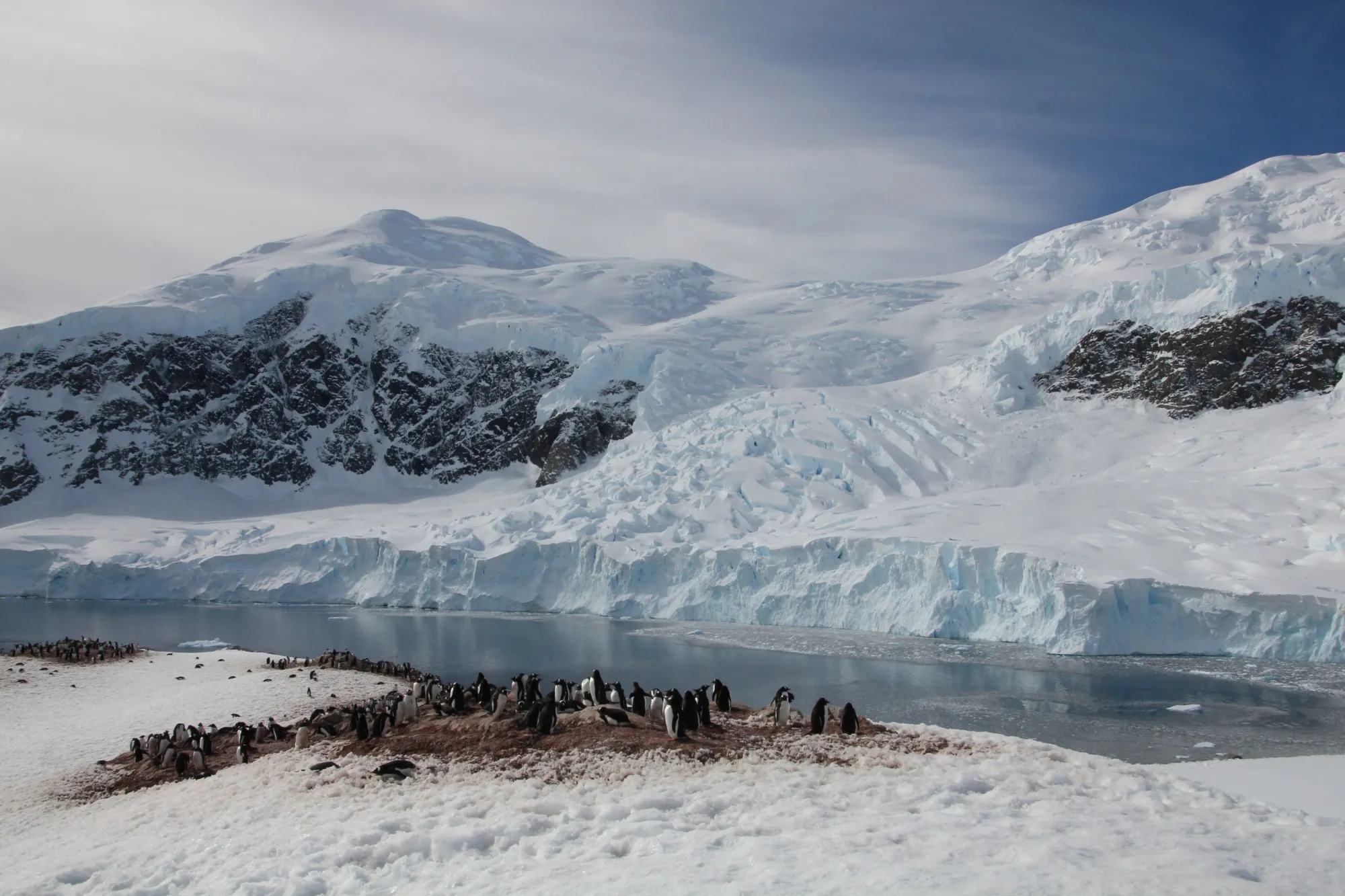 A gentoo penguin colony on a patch of bare rock in the snow, beside a calm bay at the foot of a glacier front and snow-covered peaks