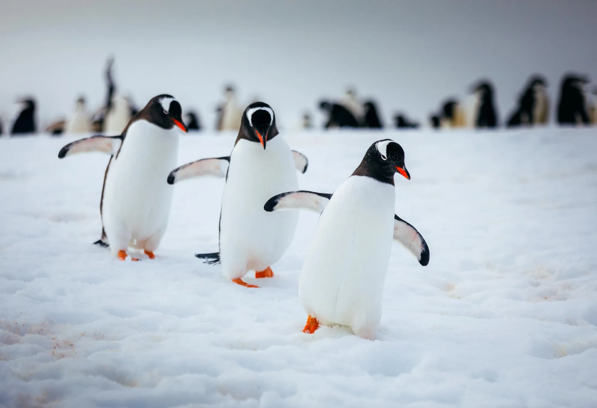 Three gentoo penguins waddling across the snow, flippers out