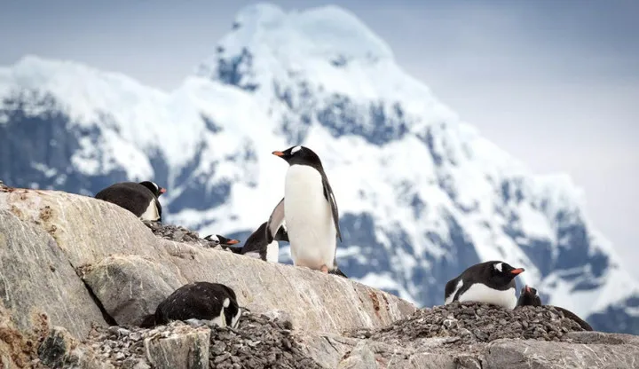 Penguins