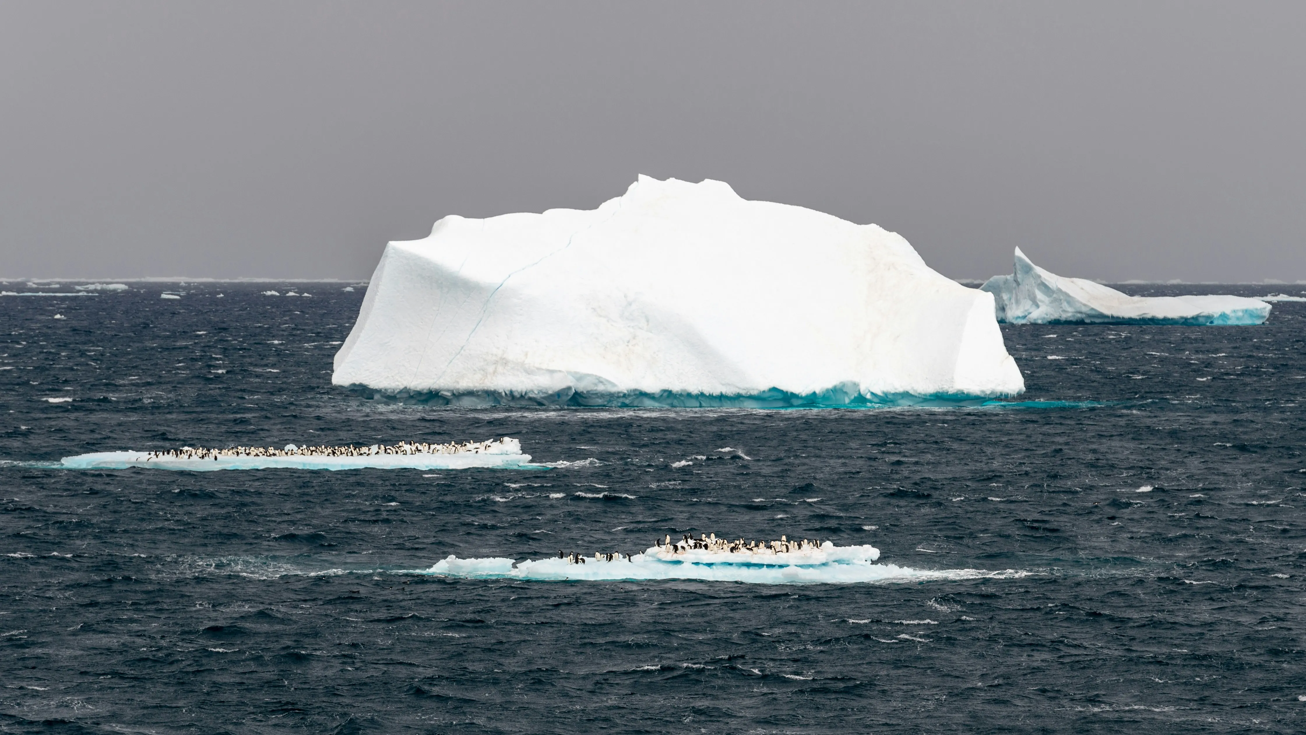 Seabirds over the Southern Ocean