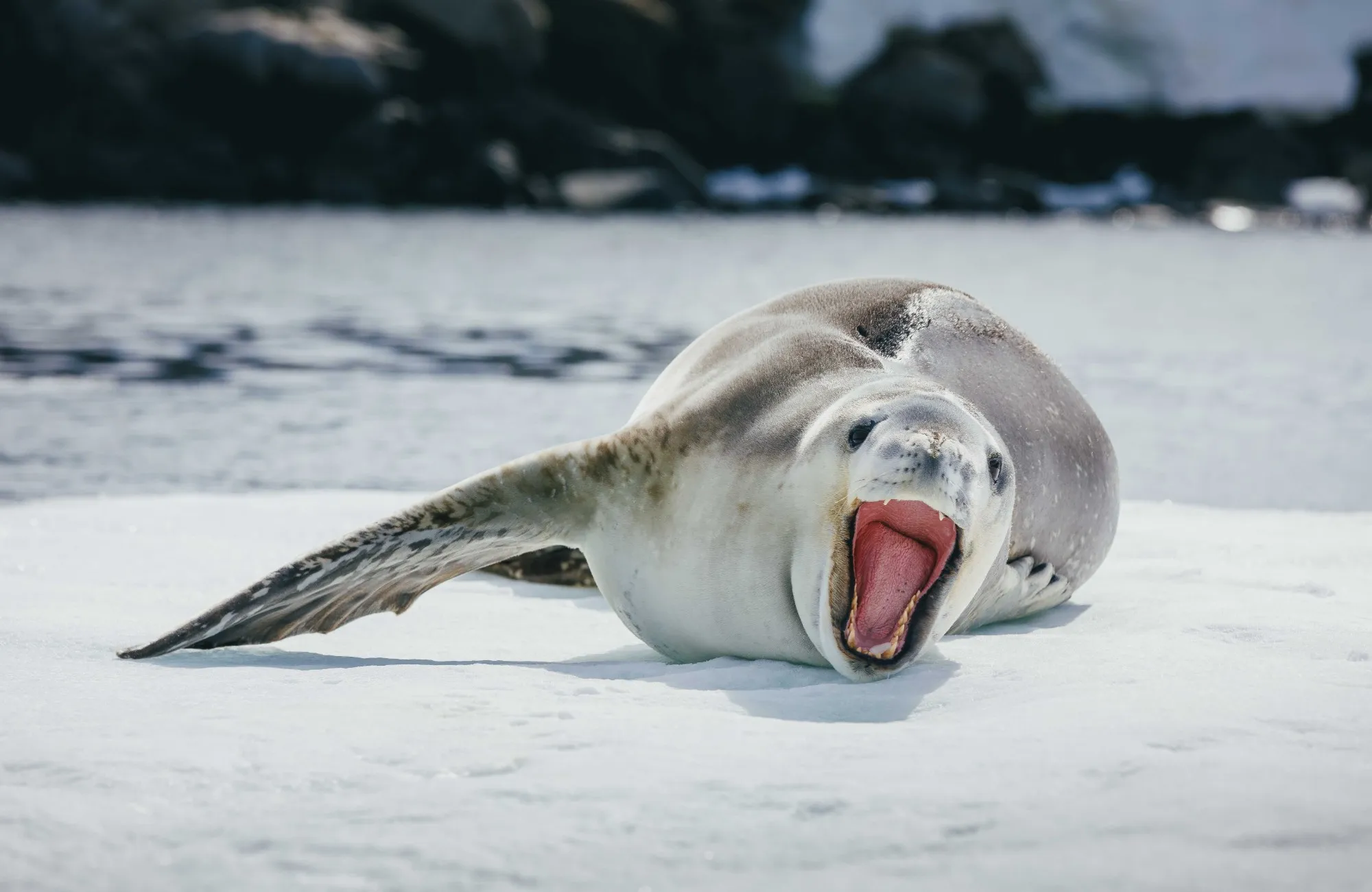 A leopard seal on an ice floe, mouth wide open