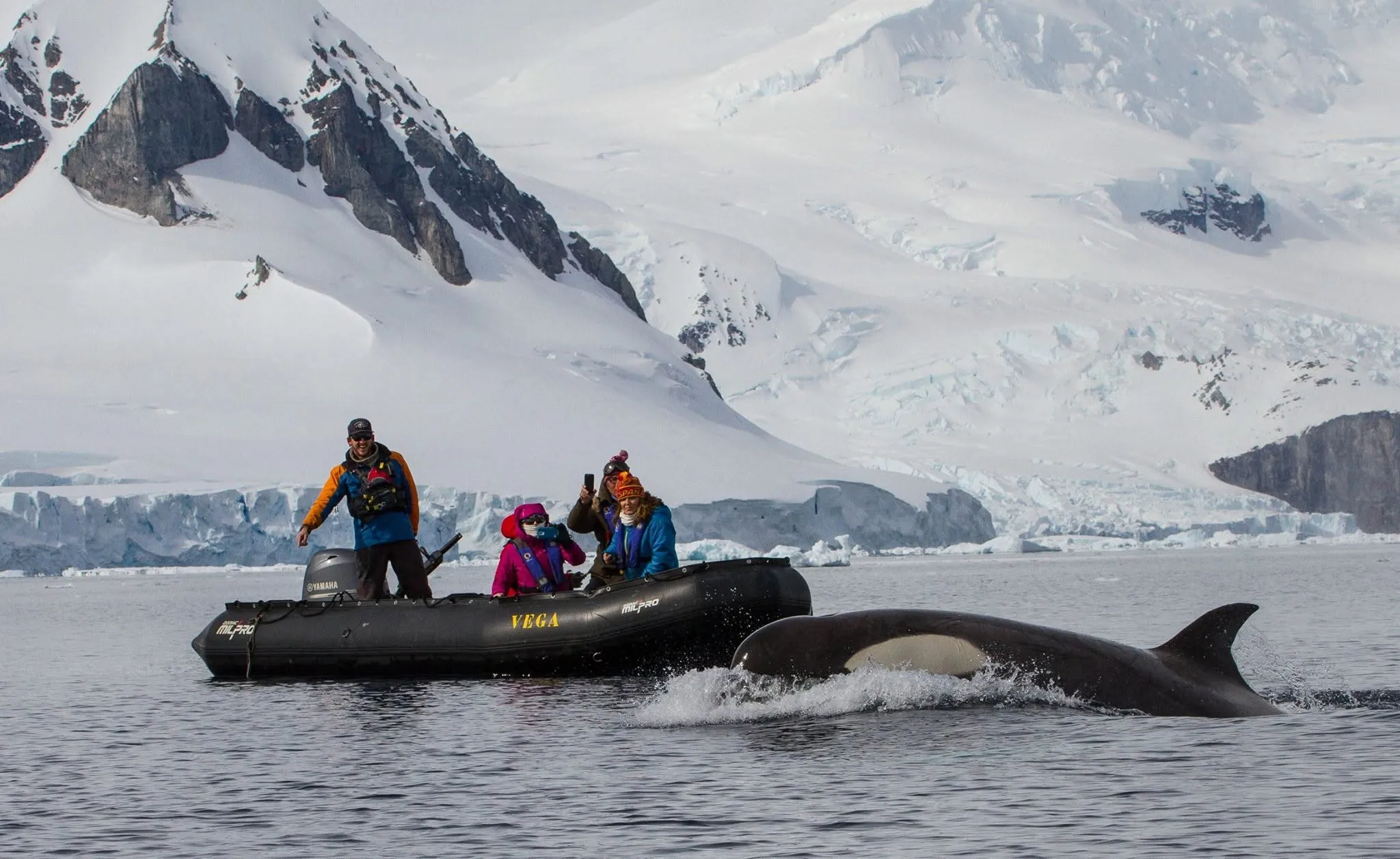 An orca's tall dorsal fin and white eye patch break the surface just beside a black Zodiac of guests in bright jackets, with snow-covered peaks and a glacier behind