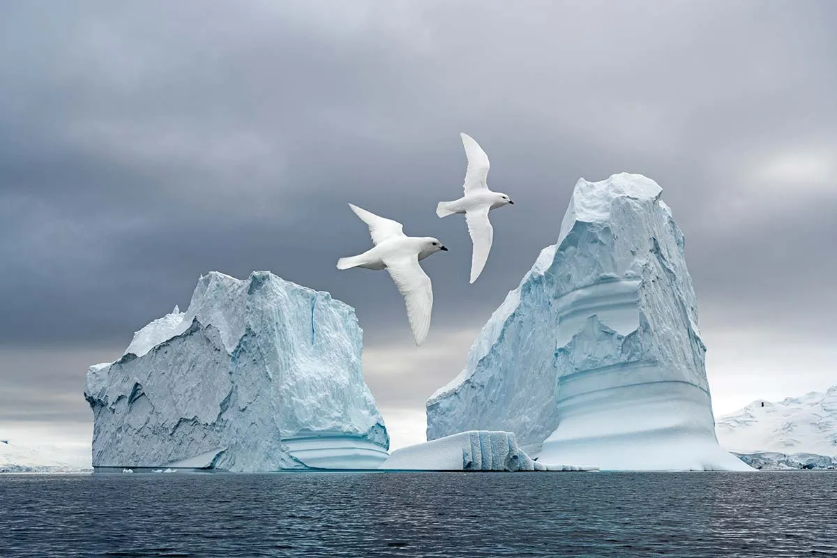Seabirds over the Southern Ocean