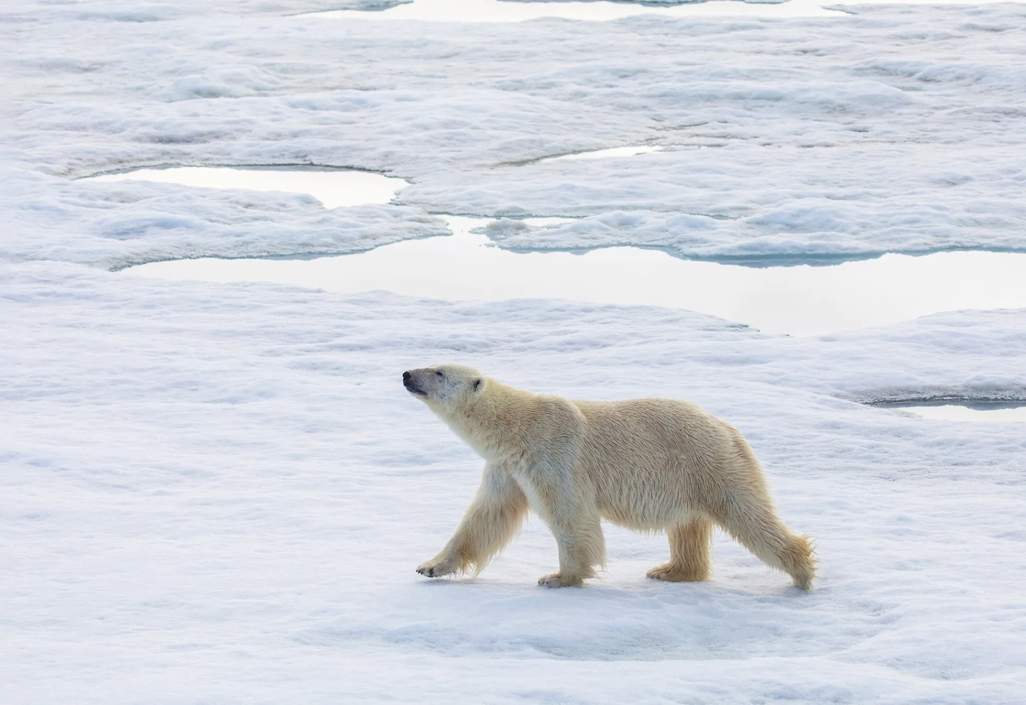 A polar bear walking across sea ice dotted with meltwater pools