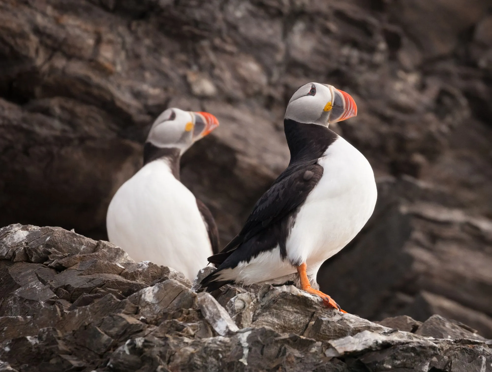 Two Atlantic puffins perched on a rocky ledge