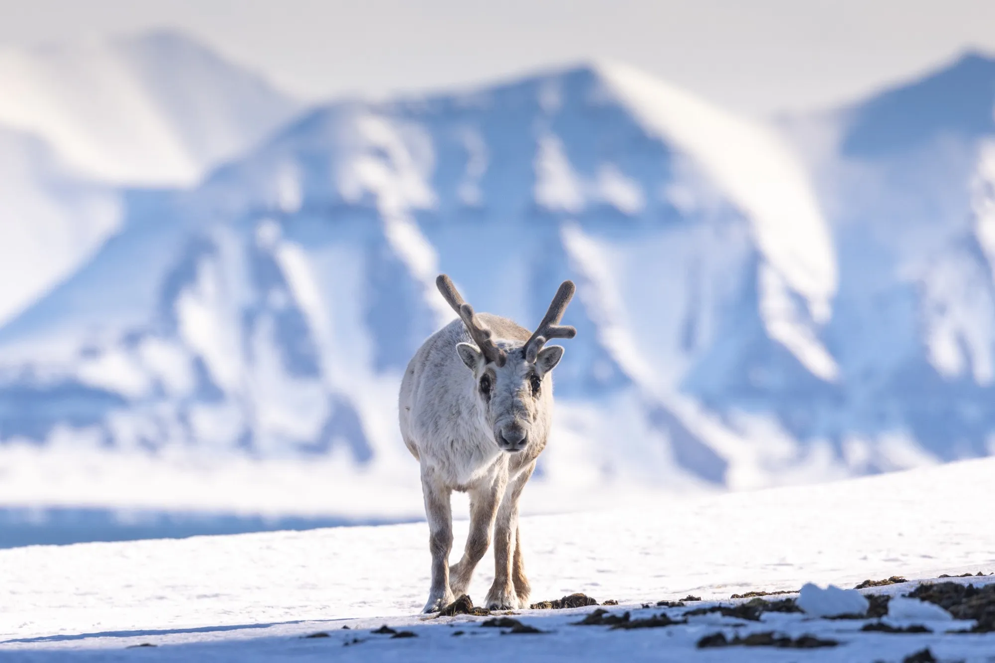 A reindeer walking towards the camera across snow, glaciated mountains behind