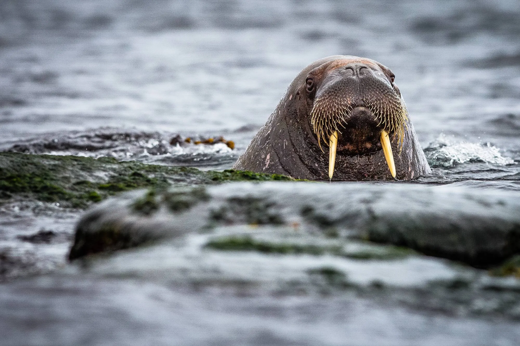 A walrus raising its head and tusks out of the water beside a mossy rock
