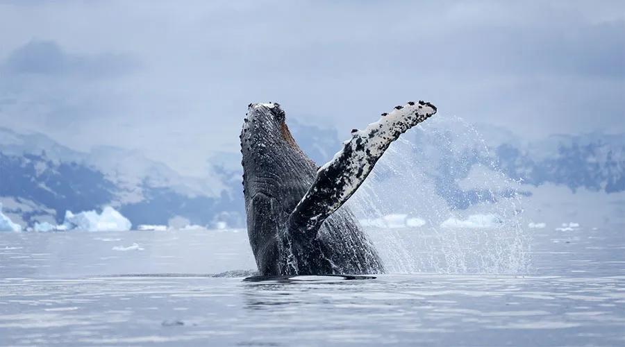 Whale in the Southern Ocean