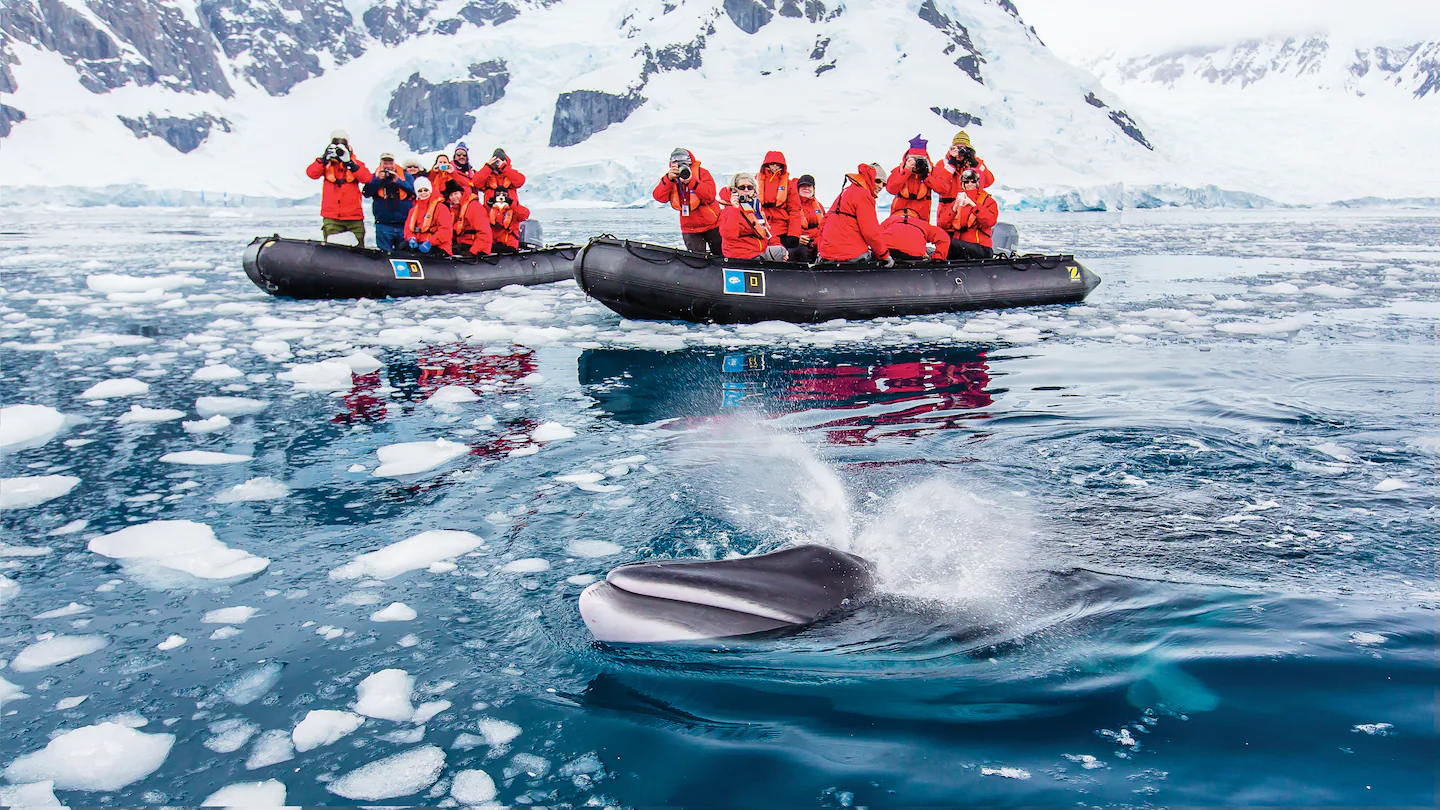 Antarctica - expedition guests in zodiacs photographing a minke whale