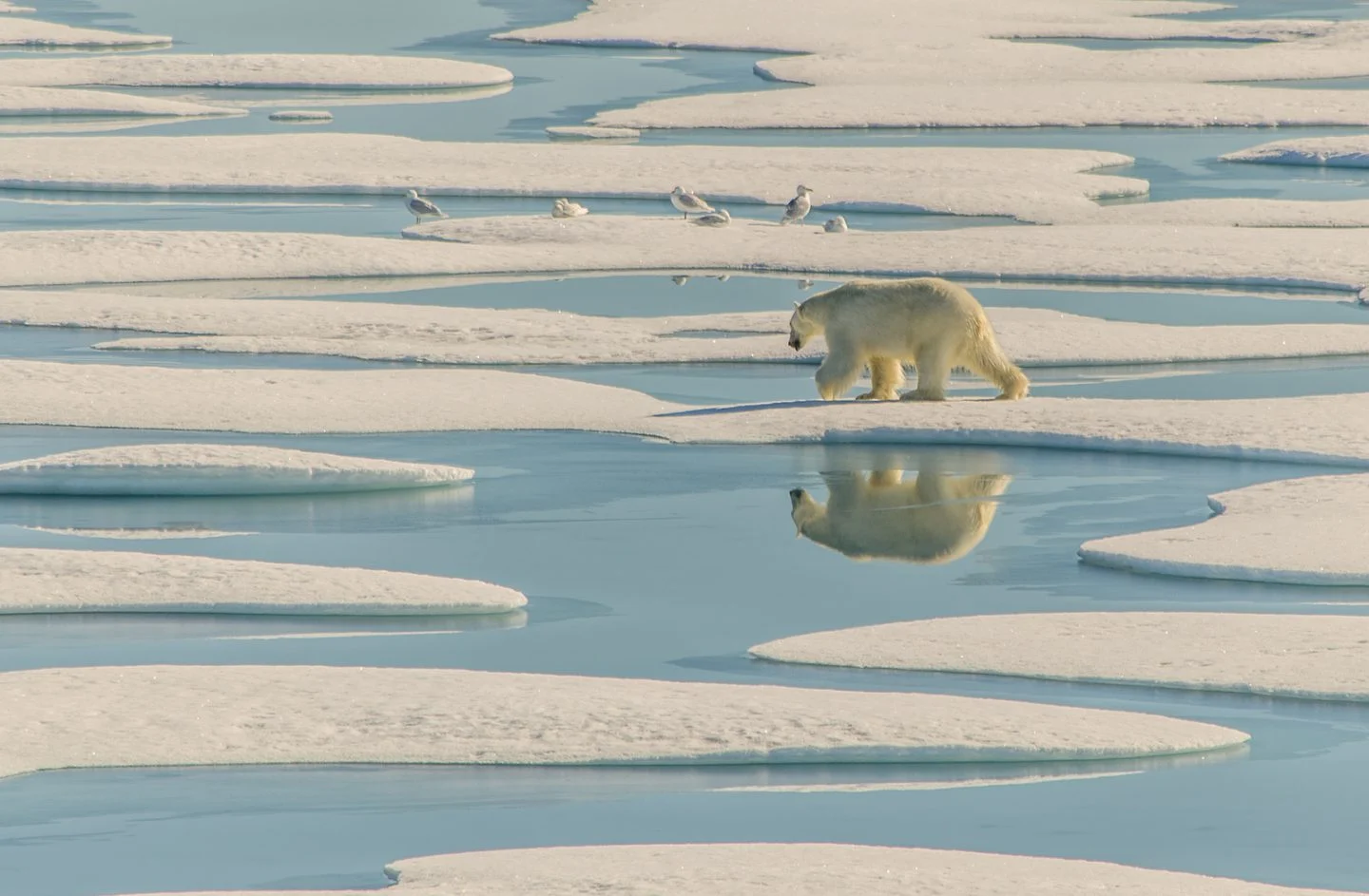 Greenland - polar bear crossing sea ice